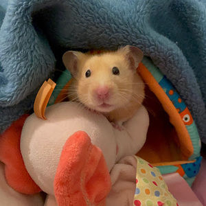 Meet your Posher, Rxse_brrys